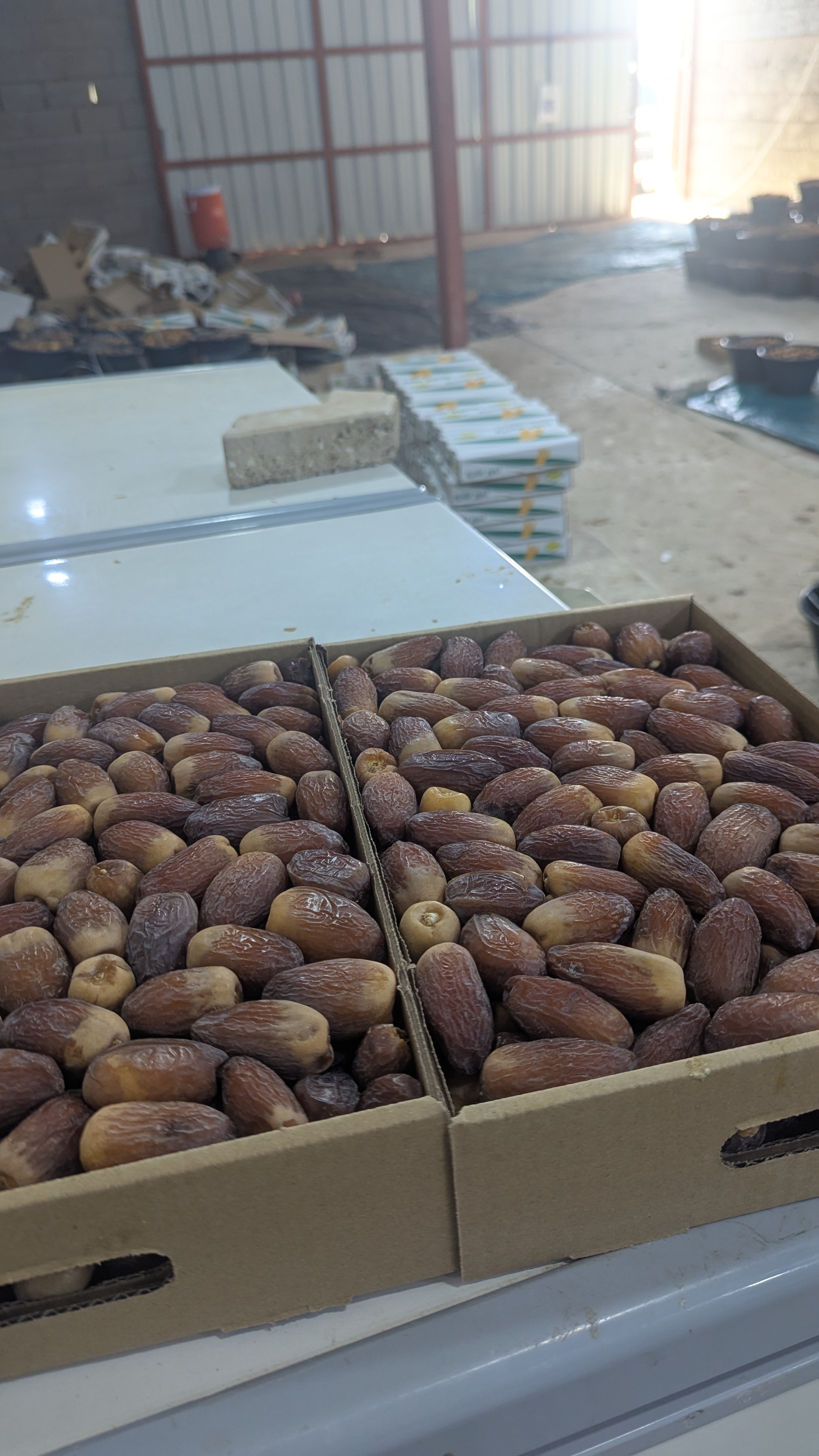 مجدولة